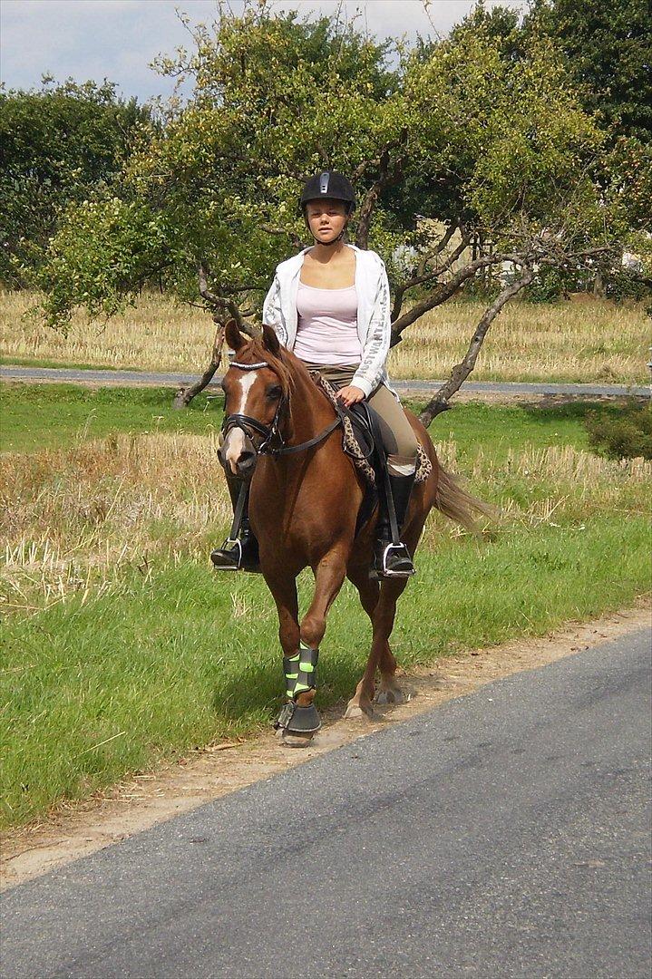 Anden særlig race Tristan R.I.P. - På vej hjem fra ridebanen Billede: Anne Styrishave billede 7