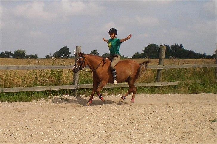 Anden særlig race Tristan R.I.P. - Dejlige pony! Billede: Min lillesøster billede 8