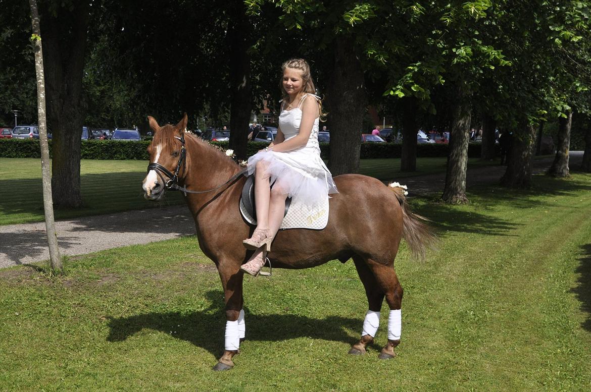 Anden særlig race Tristan R.I.P. - Konfirmation 2011. Billede: Anne Vibskov billede 9