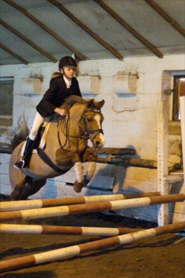 Anden særlig race Tristan R.I.P. - Stævne 2009. Billede: Anders boe. billede 10