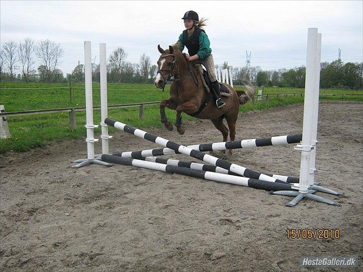 Anden særlig race Tristan R.I.P. - Springning. Billede: ?? billede 11