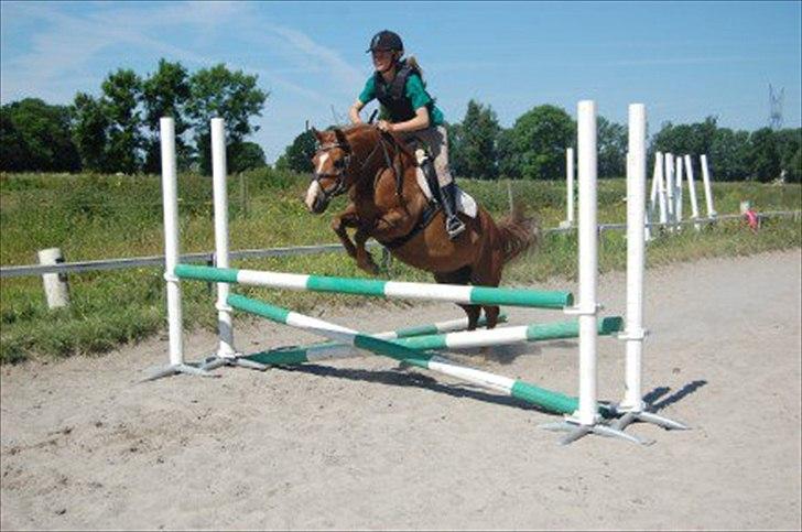 Anden særlig race Tristan R.I.P. - Springning. Billede: ?? billede 12