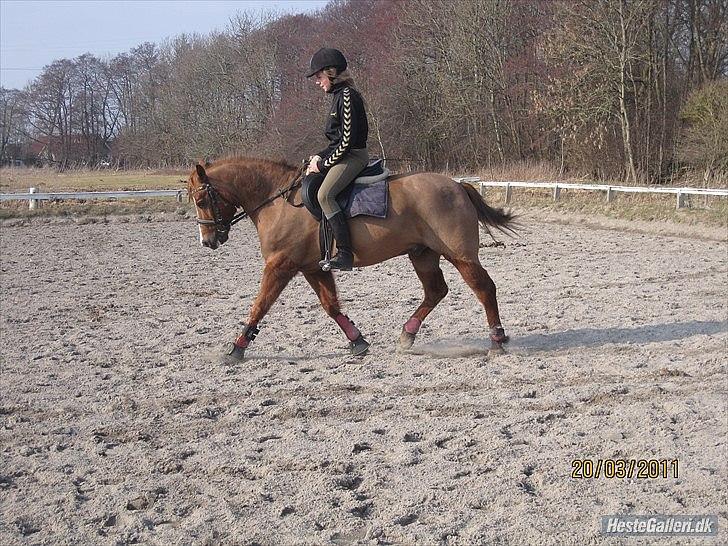 Anden særlig race Tristan R.I.P. - Billede: Louise Møller billede 13