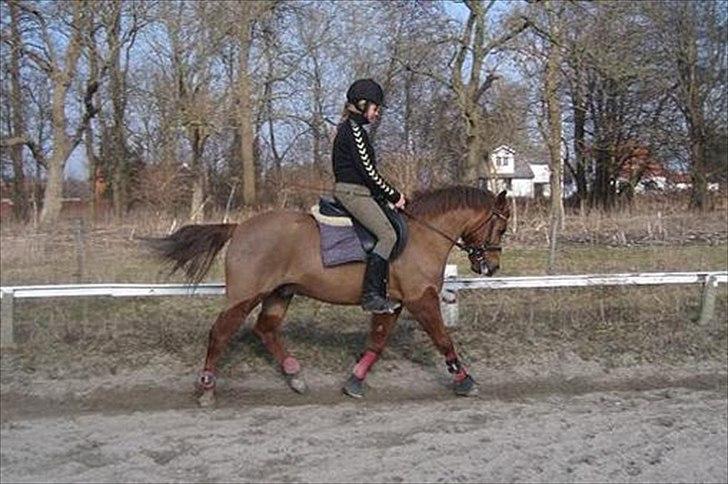 Anden særlig race Tristan R.I.P. - Billede: Louise Møller billede 14