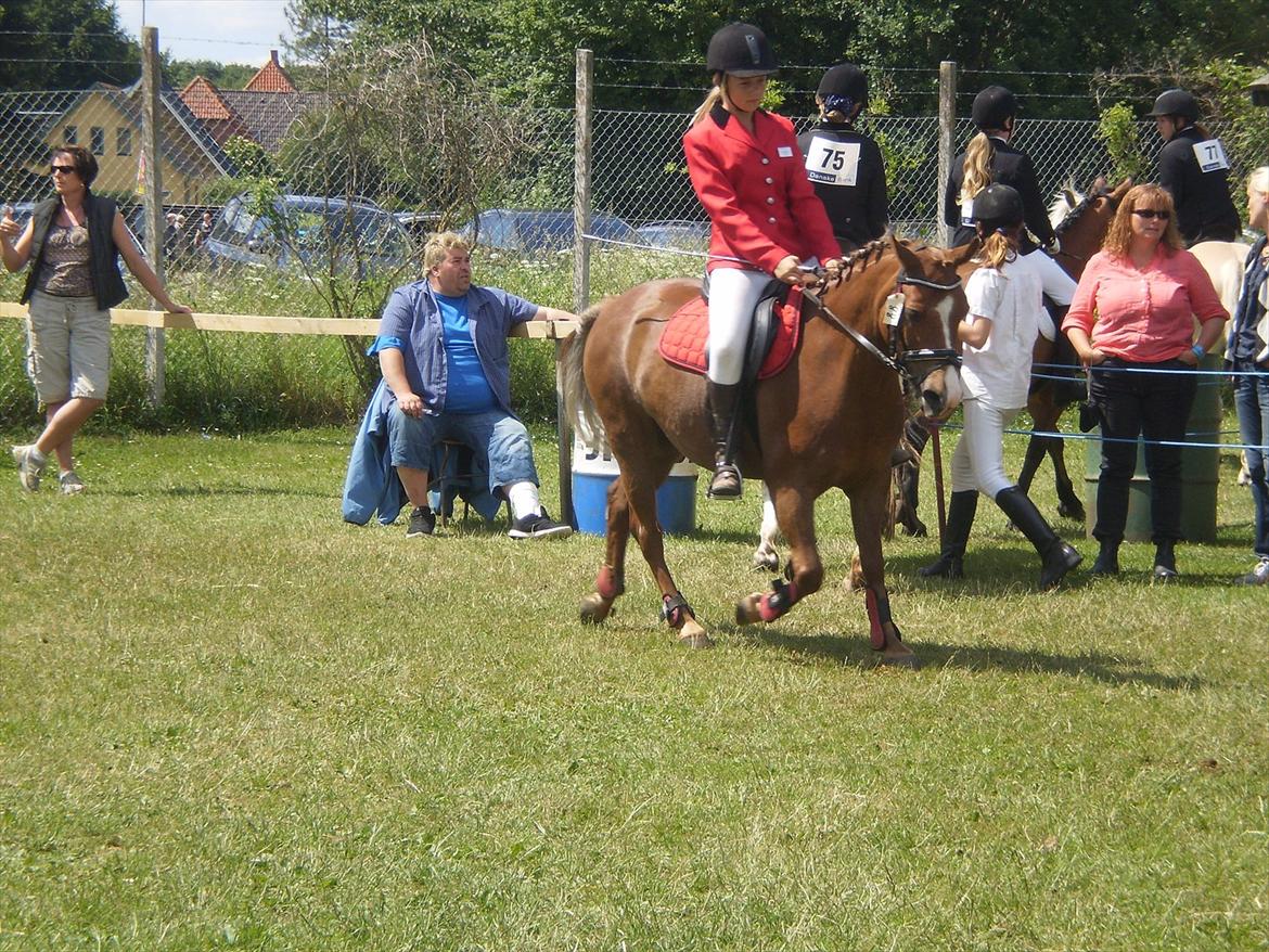 Anden særlig race Tristan R.I.P. - Det Fynske Dyrskue 2011. Billede: Rikke Pilgren billede 15