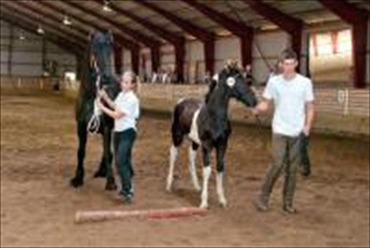 Barockpinto Lancelot 1 præmie hingst  billede 16