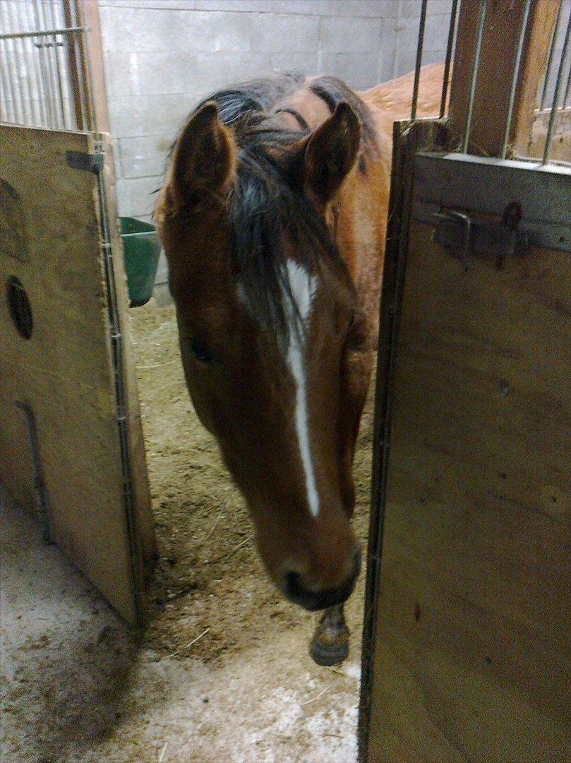 DSP Birkemøllens dea billede 7