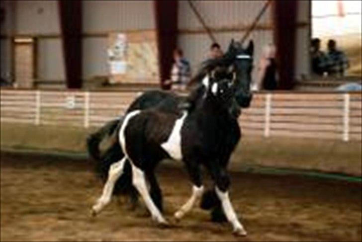 Barockpinto Lancelot 1 præmie hingst  billede 17