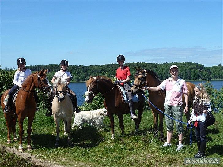 New Forest Sanchez - Karoline rider en del bidløst på ham :D billede 5