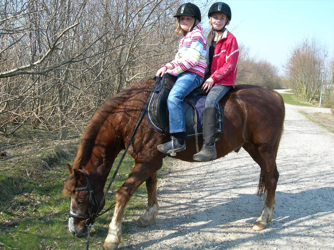 New Forest Sanchez - Mathilde og Karoline rider ham, stadig et gammelt billede xD billede 7