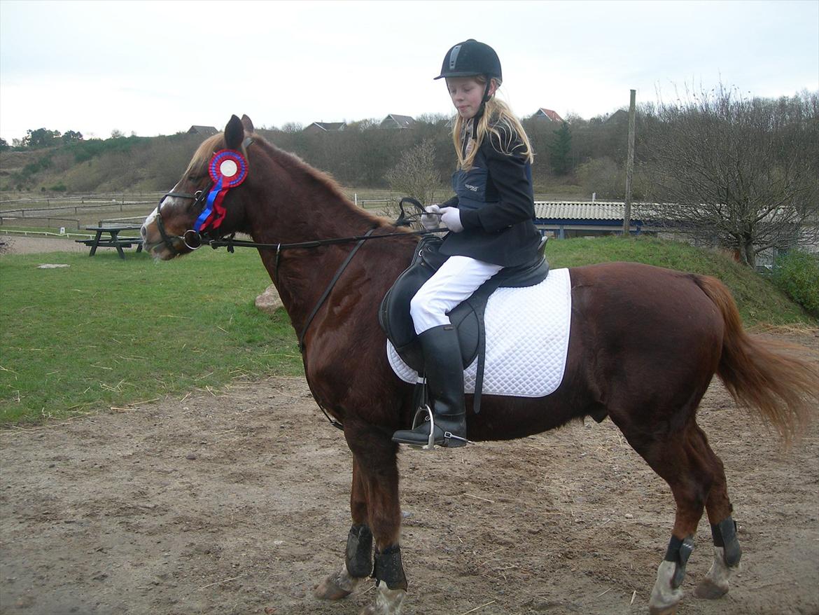 New Forest Sanchez - Amailie rider ham (karoline lånte hendes pony Reggae tit,) amalie fik en første plads i Le spring på ham :) billede 8