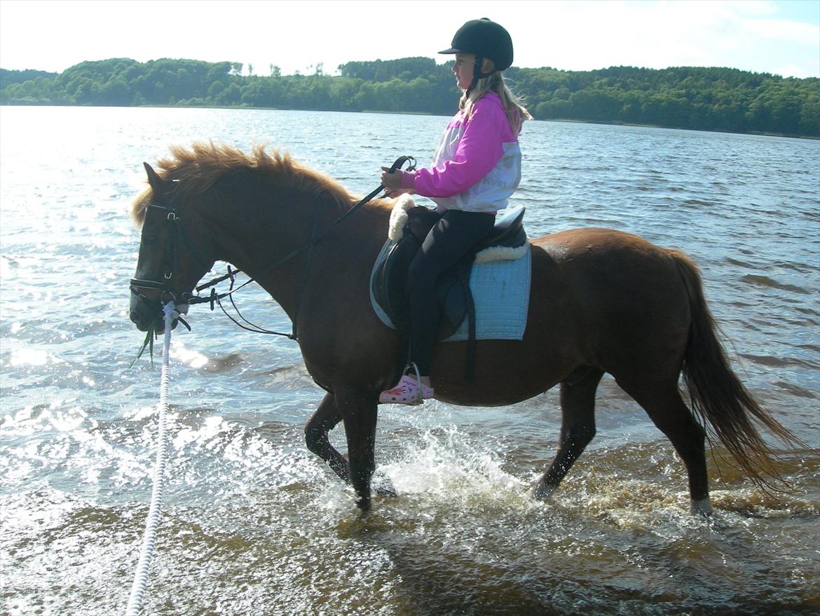 New Forest Sanchez - billedet er fra 2010 og jeg rider ham her :P billede 9