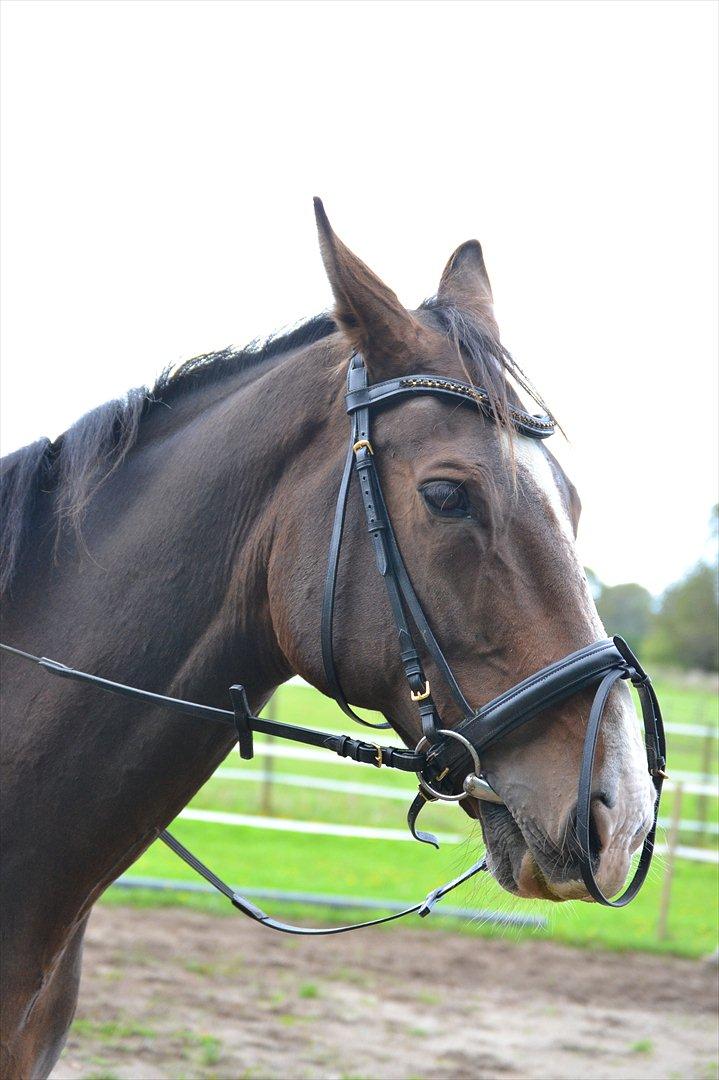 Dansk Varmblod Pimpernel billede 1