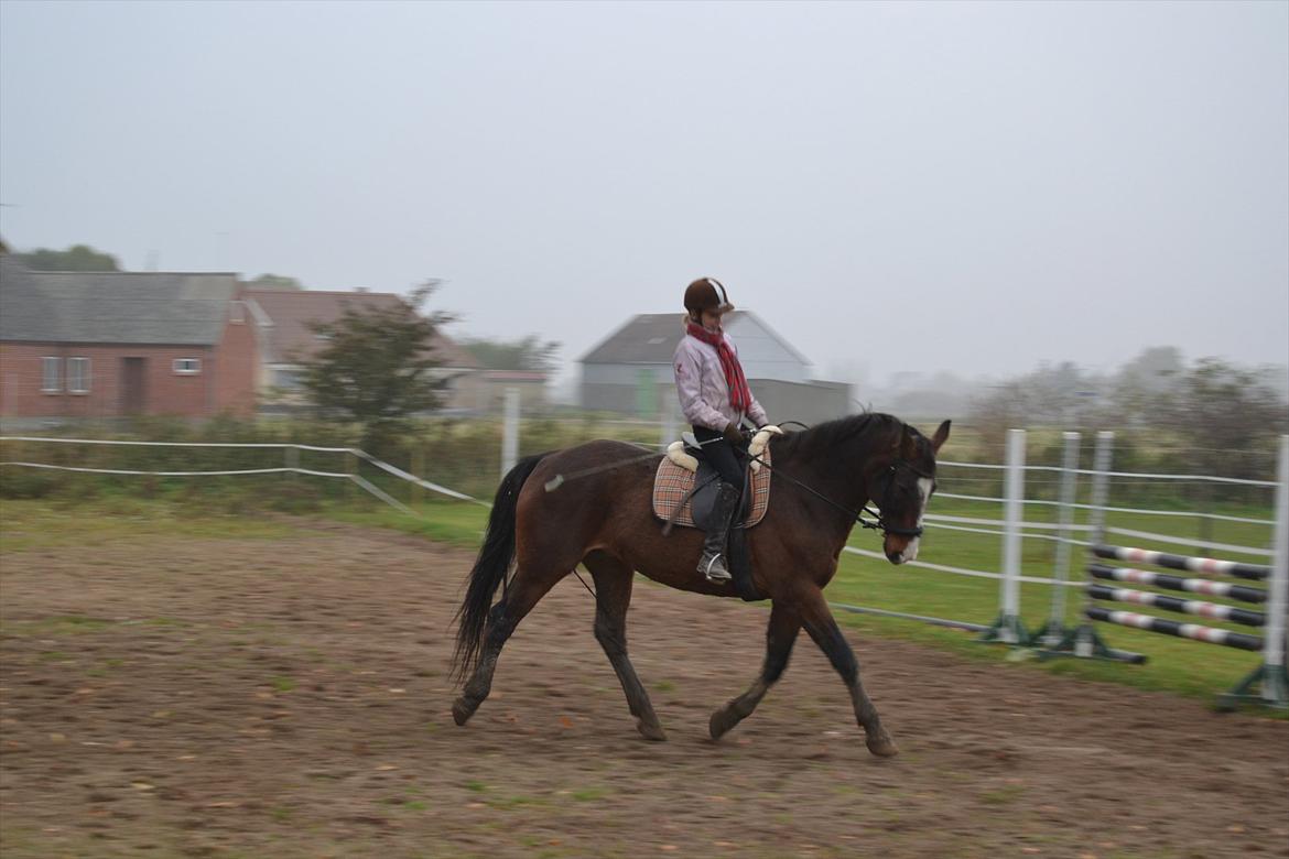 Dansk Varmblod Pimpernel - Smukke dreng billede 2