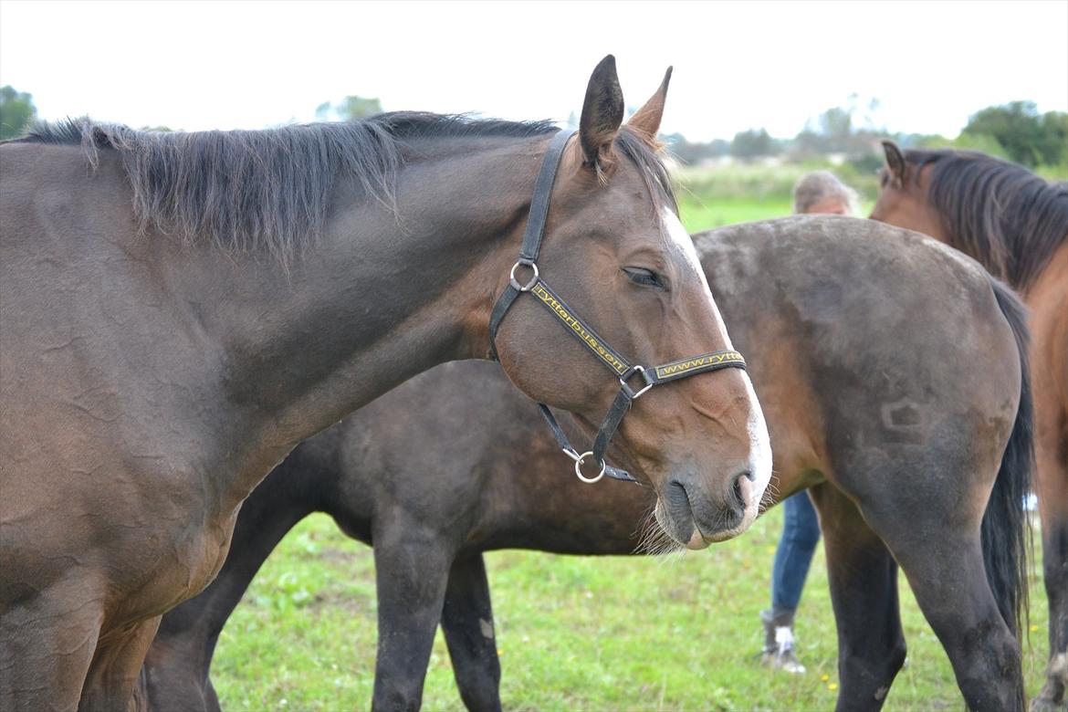 Dansk Varmblod Pimpernel billede 3