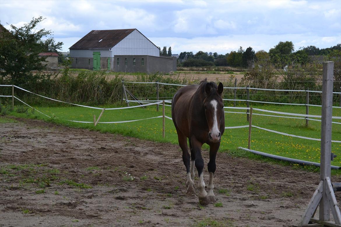 Dansk Varmblod Pimpernel billede 4