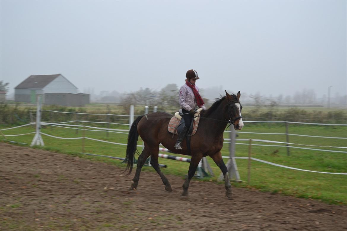 Dansk Varmblod Pimpernel - gik lige så godt og så slår han selvfølig fra billede 5