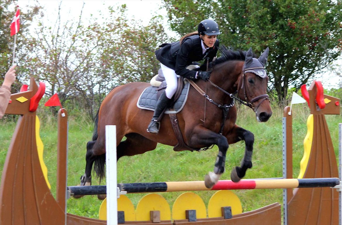 Dansk Varmblod Comtess billede 1