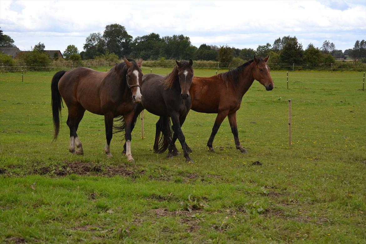 Dansk Varmblod Pimpernel billede 6