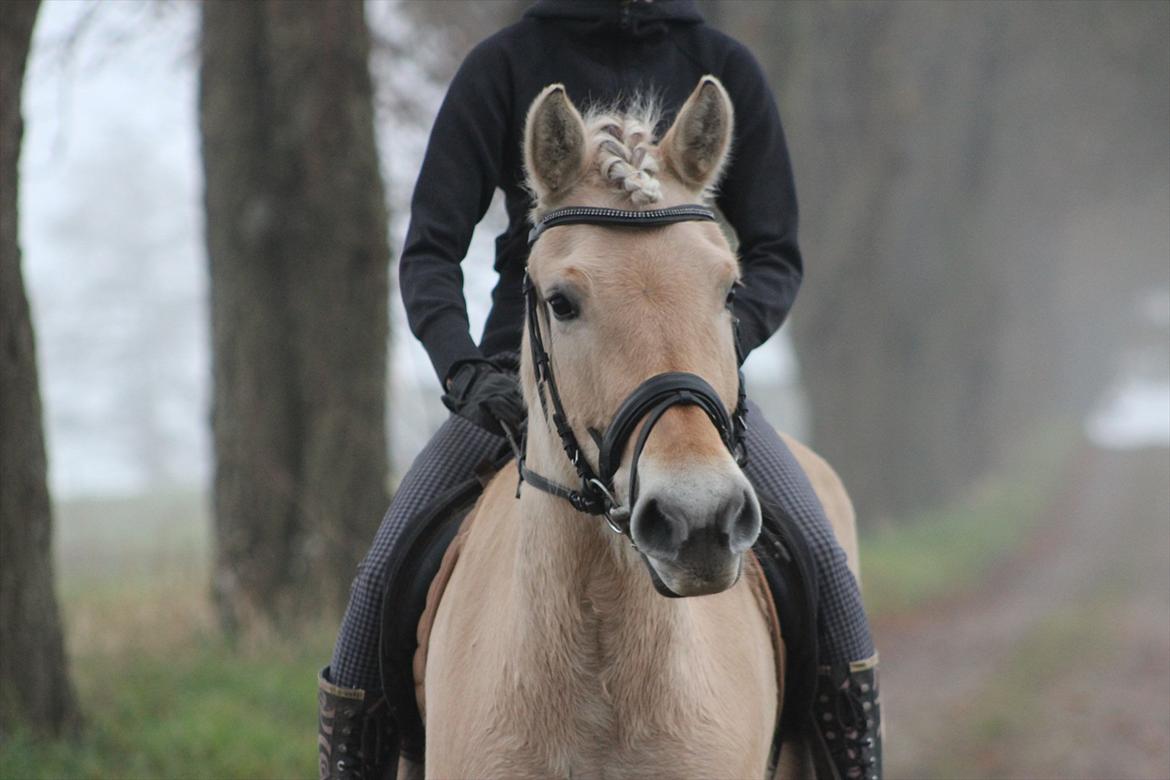 Fjordhest Bibi  - Storhed best&#229;r ikke i aldrig at falde, men at rejse sig efter hvert fald.  billede 2