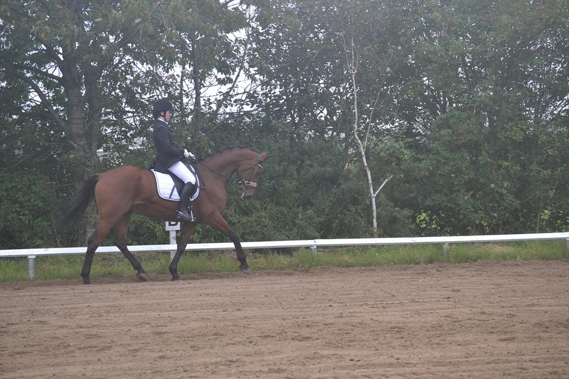 Dansk Varmblod Landiano  billede 9