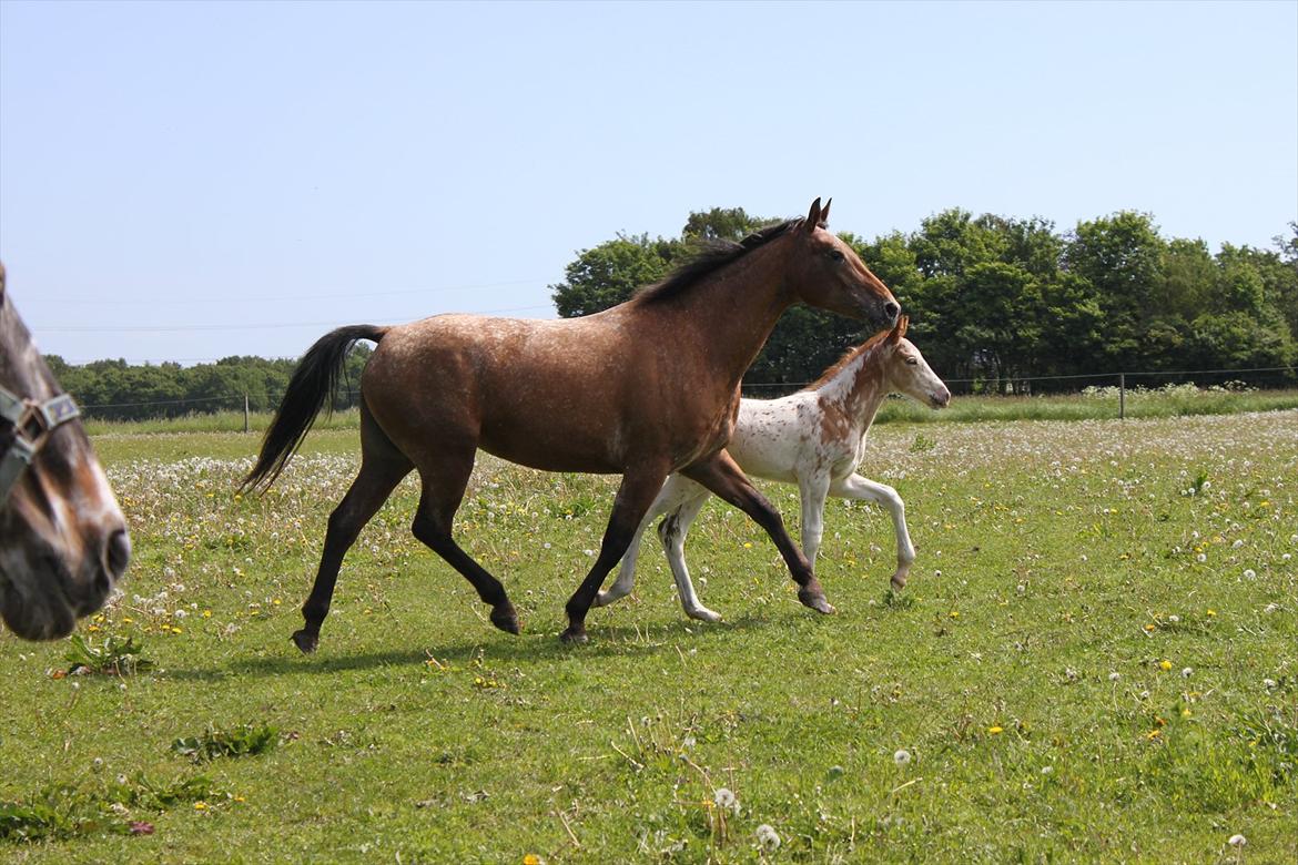 Knabstrupper Lammegården's Divine - Velkommen til Divines Profil! billede 1