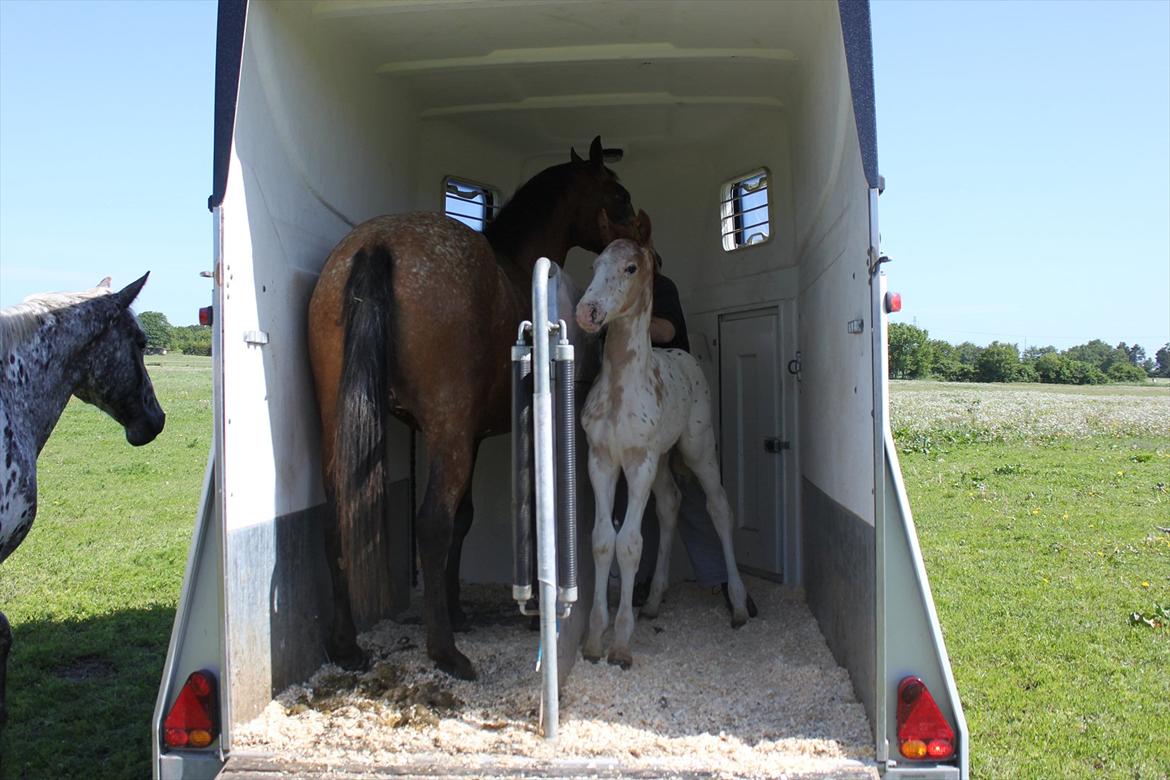 Knabstrupper Lammegården's Divine - Divine med hendes føl Oliver (: billede 2