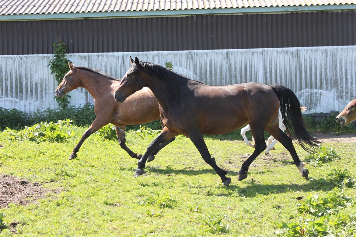 Knabstrupper Lammegården's Divine - Divine med Rebekka foran (: billede 3