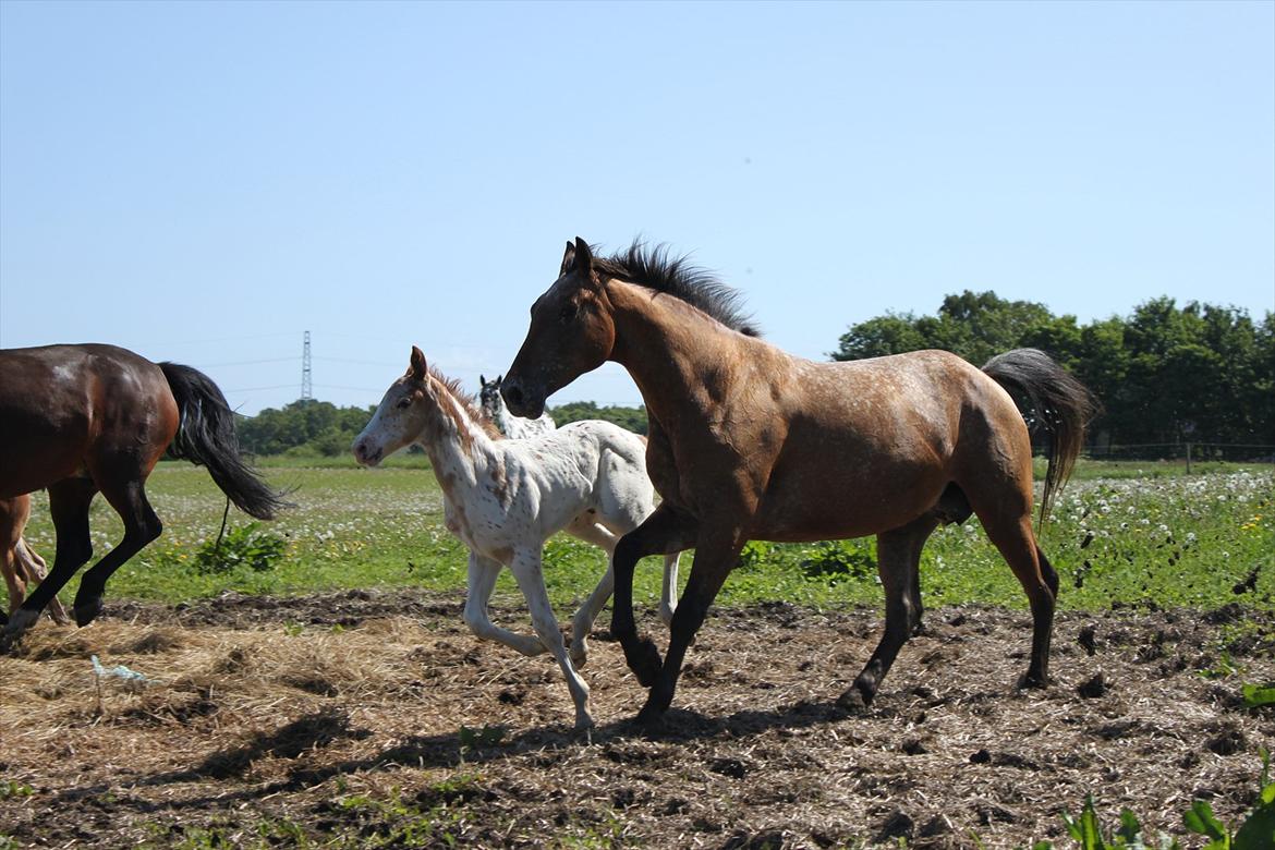 Knabstrupper Lammegården's Divine - Smukke Divine (: billede 5