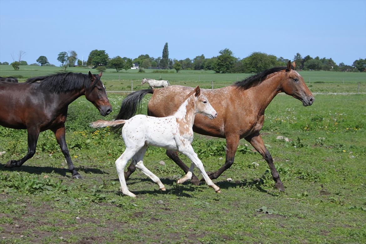 Knabstrupper Lammegården's Divine billede 6
