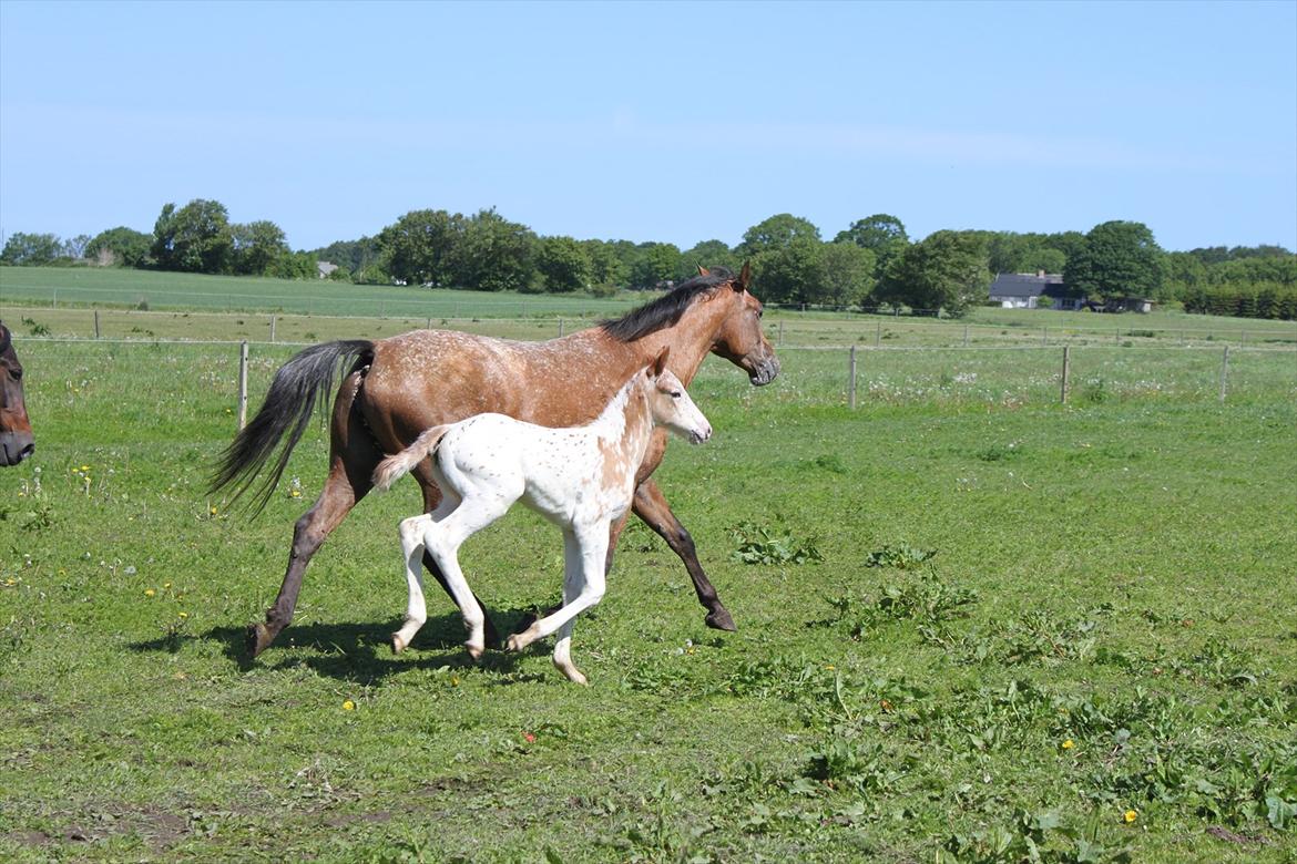 Knabstrupper Lammegården's Divine billede 7