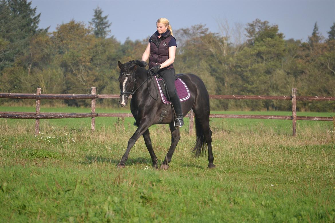 Oldenborg Tamara Sejr  billede 16