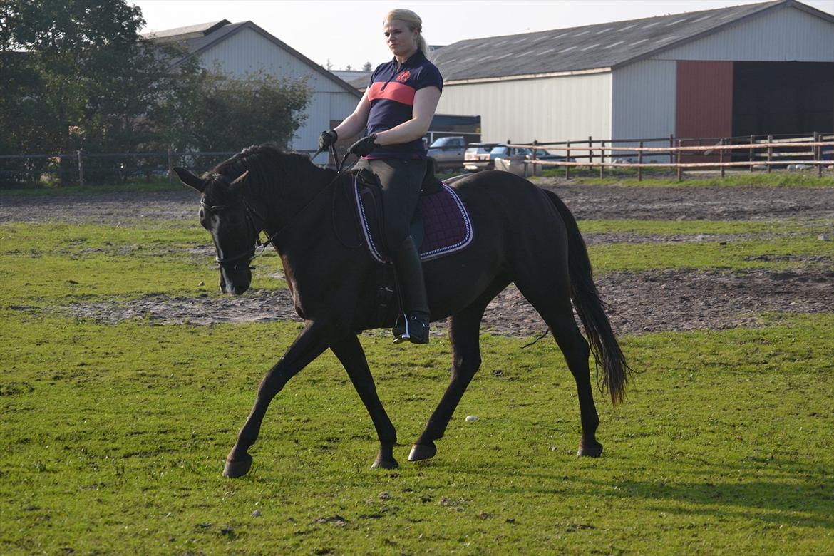 Oldenborg Tamara Sejr  billede 1