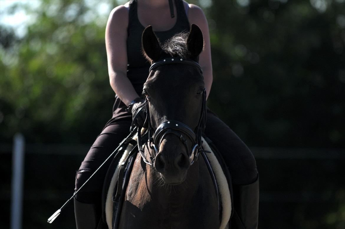 Anden særlig race Bakkegårdens Asterix - If you want to know about a horse’s life just look into his eyes. billede 8