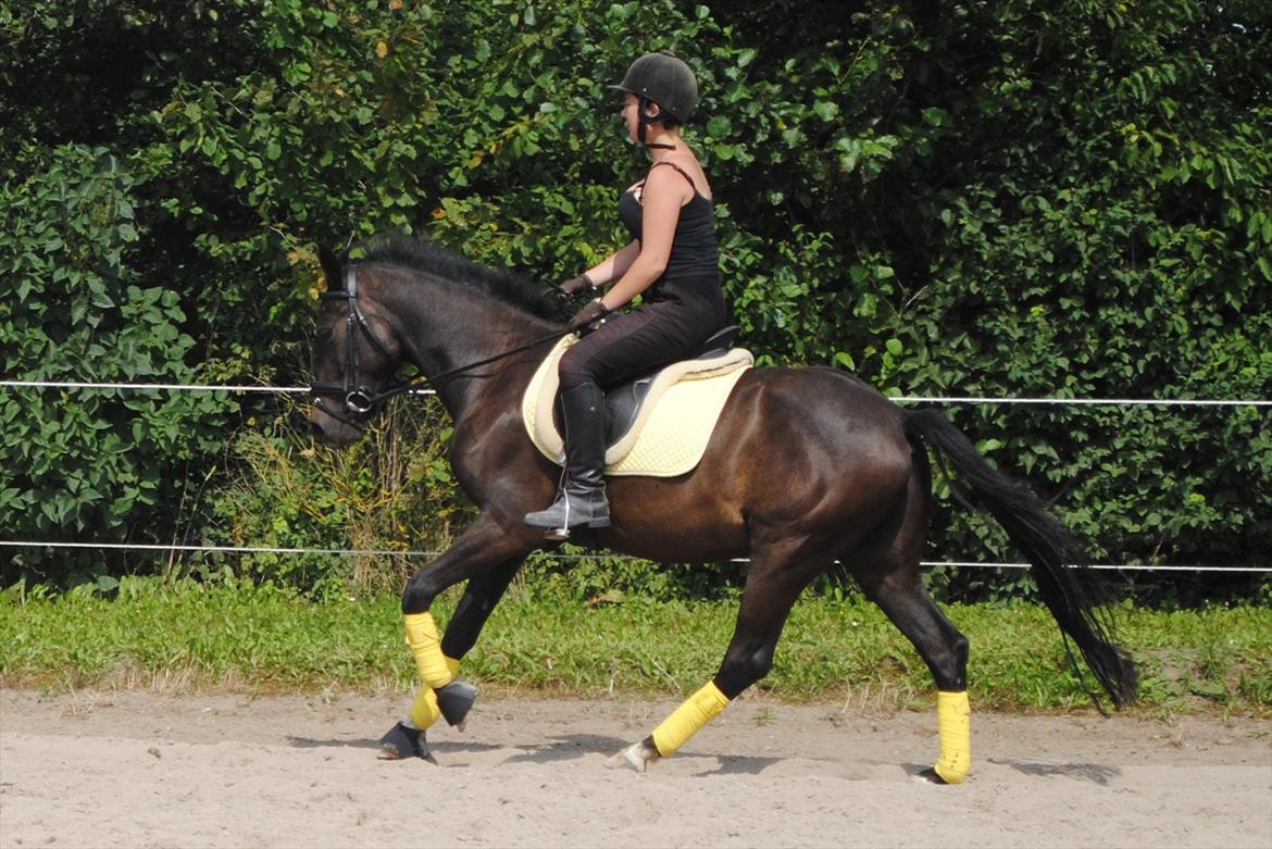 Anden særlig race Bakkegårdens Asterix - It is not how a riders horse performs; but it is how the rider and the horse perform together as one. billede 12