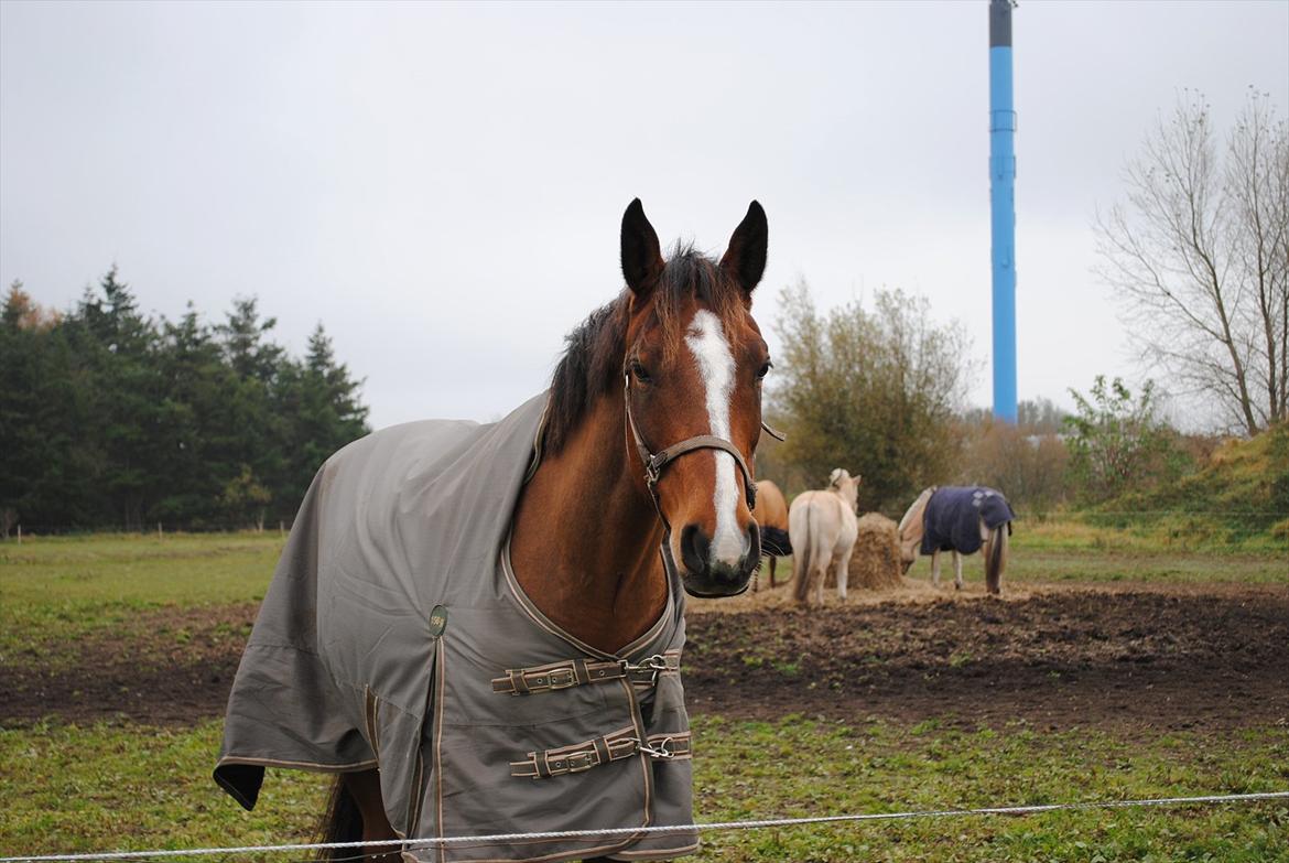 Anglo Araber (AA) Karlson  billede 2