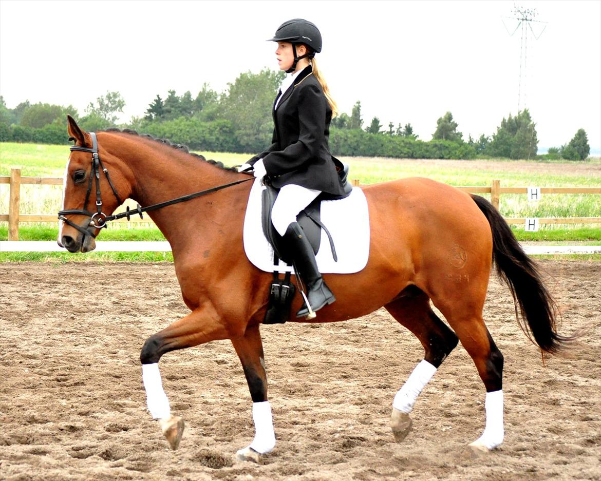 Anglo Araber (AA) Karlson  billede 6