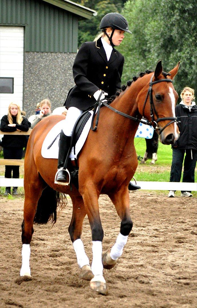 Anglo Araber (AA) Karlson  billede 8