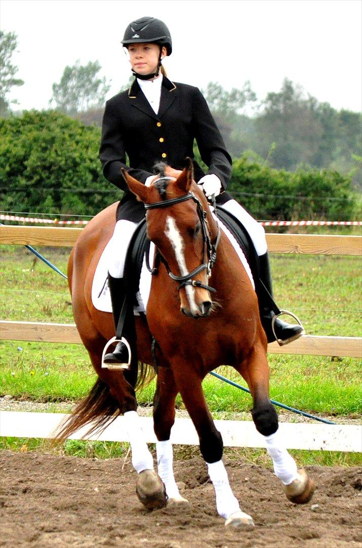 Anglo Araber (AA) Karlson  billede 11