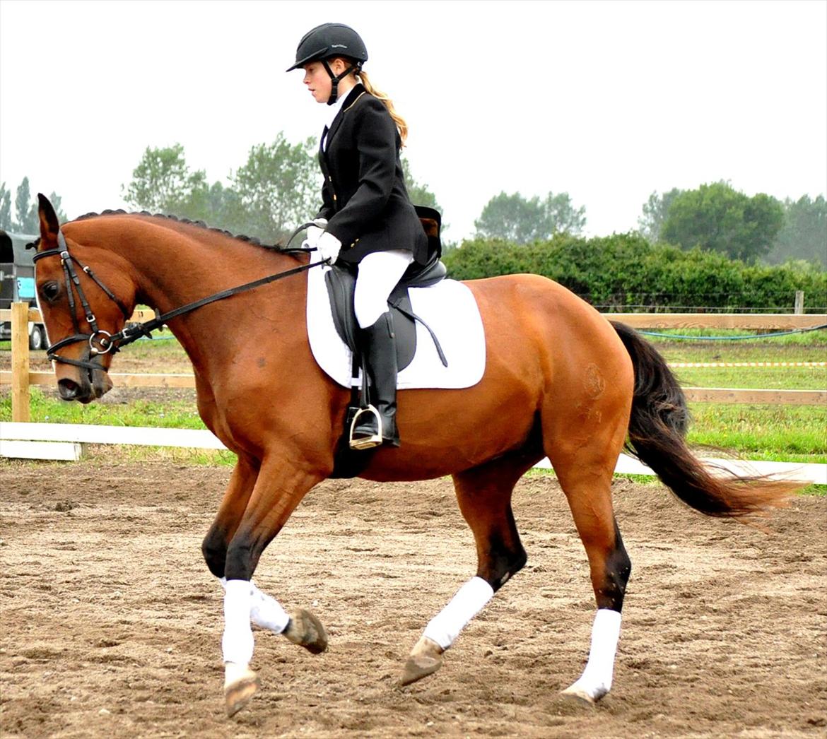Anglo Araber (AA) Karlson  billede 15