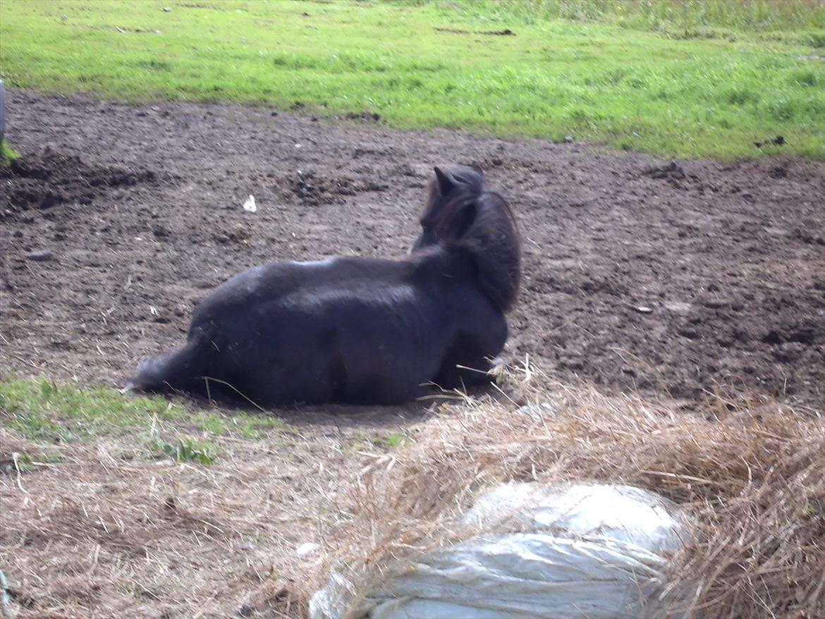 Shetlænder Dixie billede 13