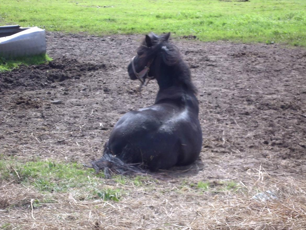 Shetlænder Dixie billede 17