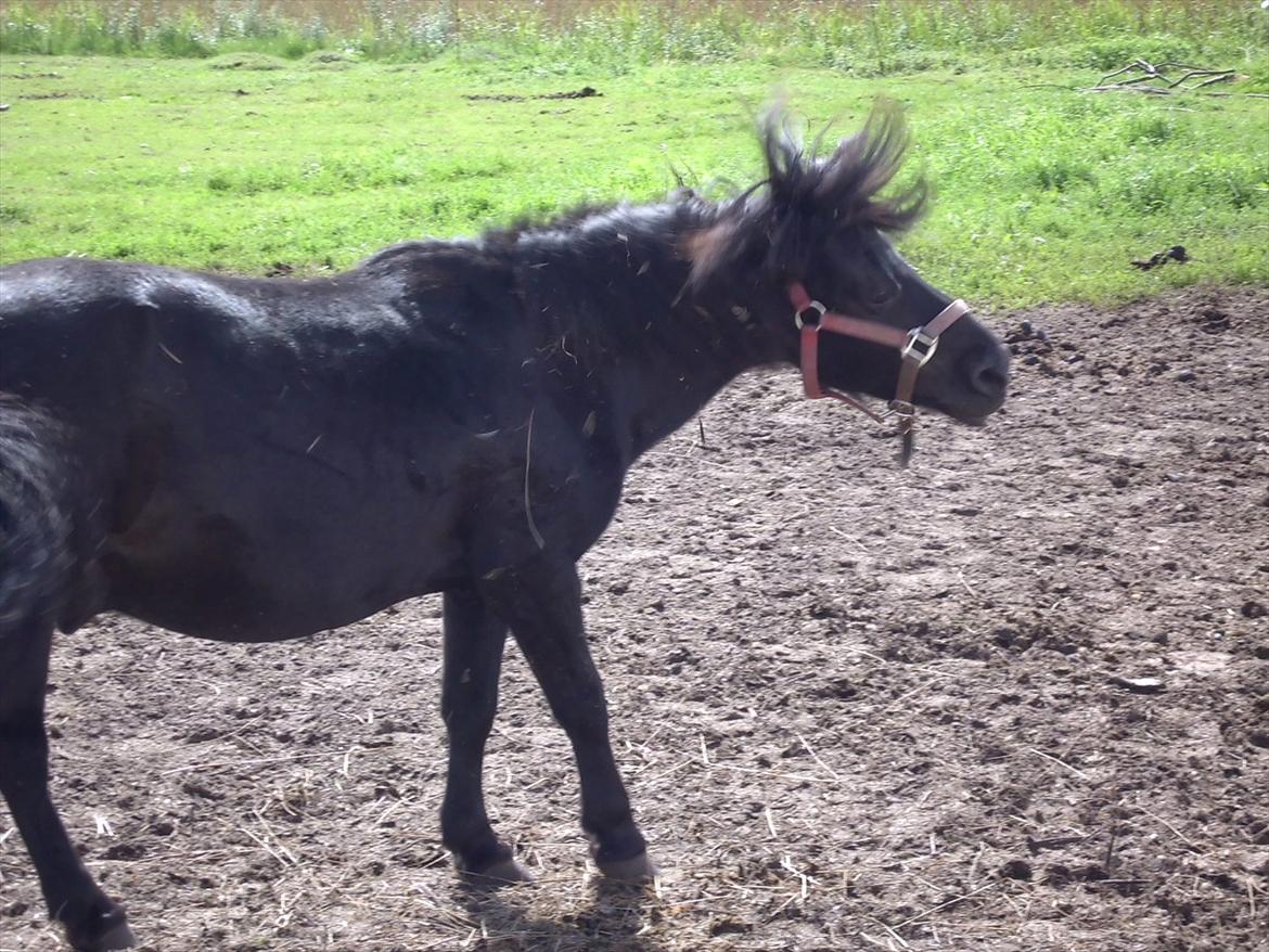 Shetlænder Dixie billede 15