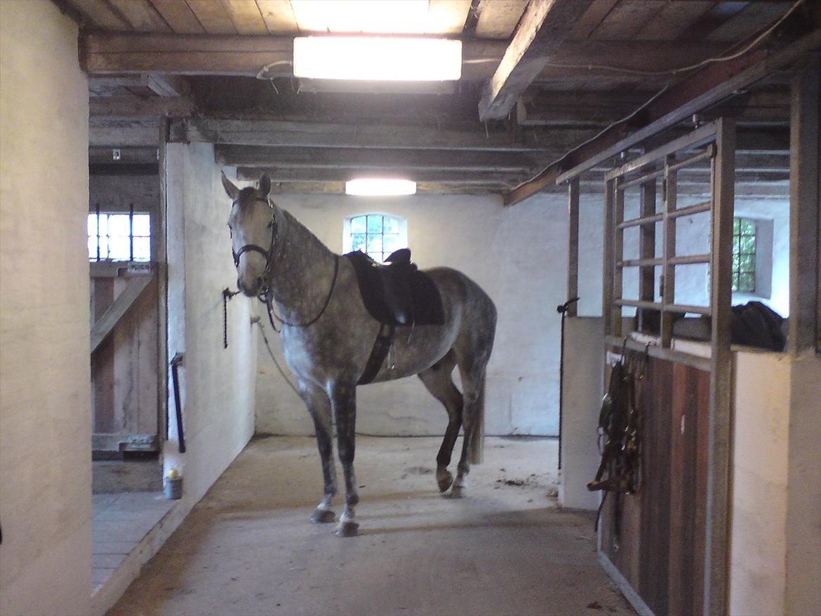 Dansk Varmblod Jægersmindes Tristan - På staldgangen hvor han gerne venter tålmodigt! billede 2