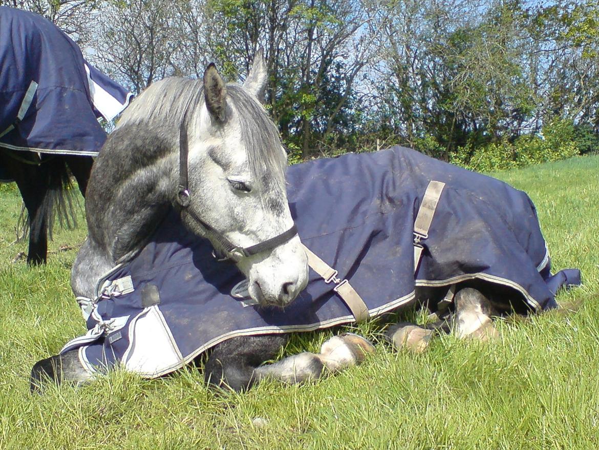 Dansk Varmblod Jægersmindes Tristan - En lur i solen billede 3