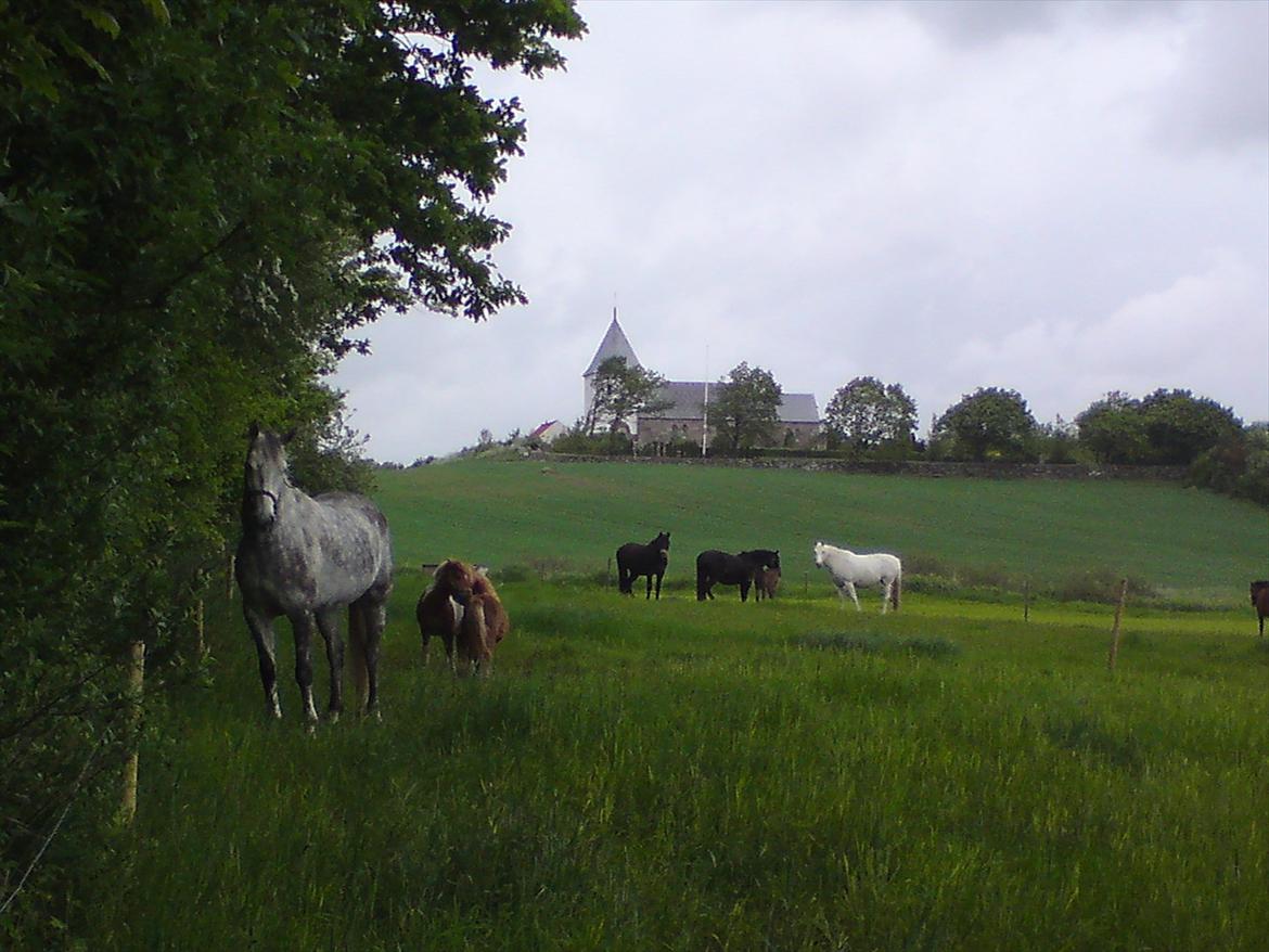 Dansk Varmblod Jægersmindes Tristan - Hest mod vest! billede 4