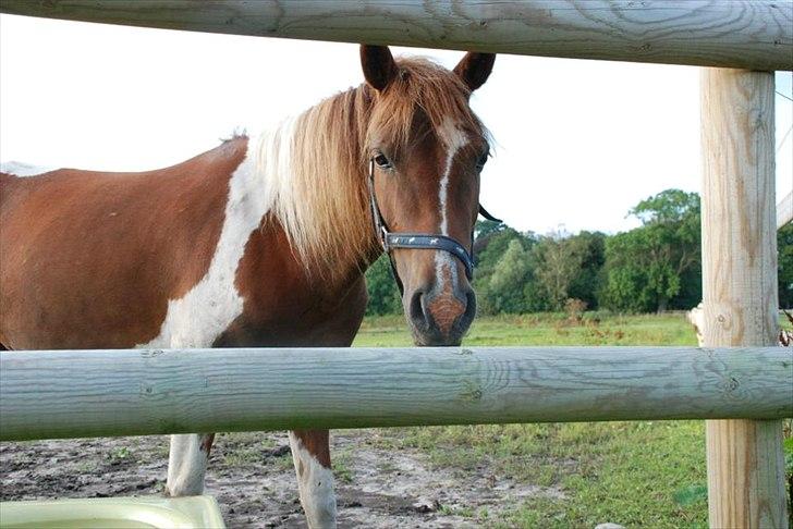 Pinto perle billede 1