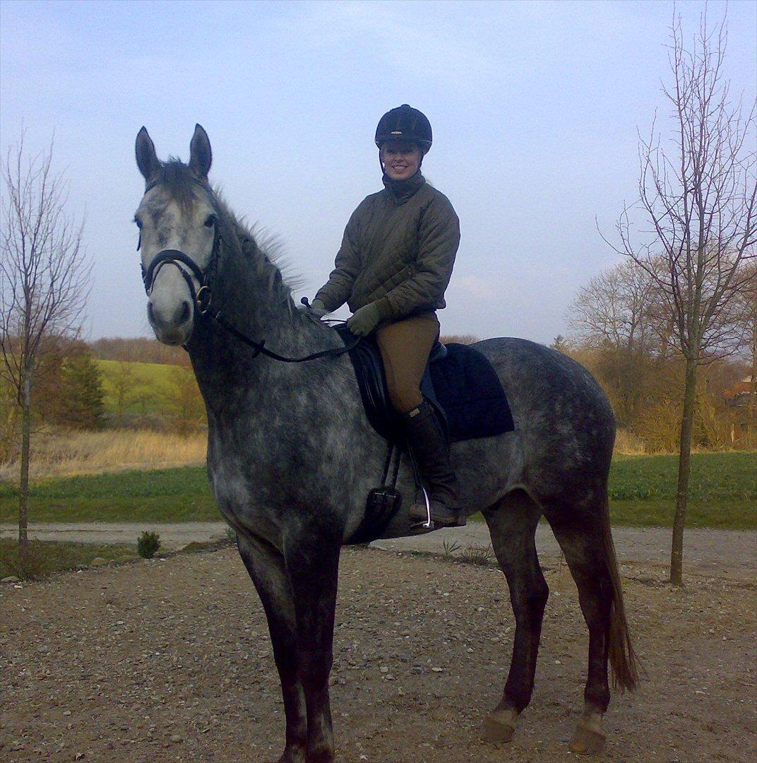 Dansk Varmblod Jægersmindes Tristan - Efter en skovtur for år tilbage da han stadig var ret mørk billede 1