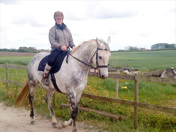 Dansk Varmblod Jægersmindes Tristan - Første ridetur efter lang lang tid. Nemlig efter graviditet og babys ankomst billede 5