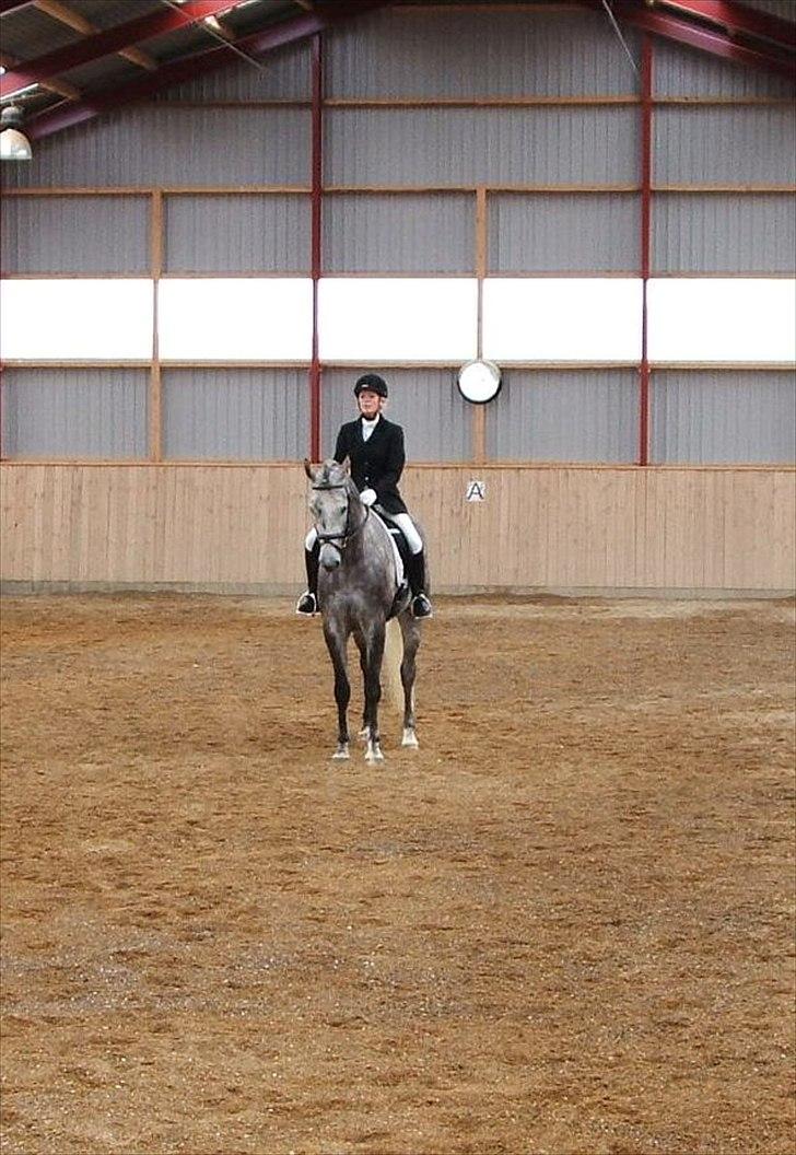 Dansk Varmblod Jægersmindes Tristan - Stævne - og jeg klarede faktisk nedsidningen - men det holdt hårdt!! billede 6